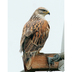Adult "light morph" Ferruginous Hawk. Note: reddish back and wings, yellow gape.