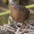 Adult. Note: gray face, reddish brown breast, and dark bill.