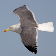 Adult breeding Adult breeding