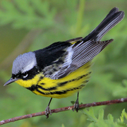 Male. Note: white supercilium, black mask, and thick black streaks on throat.
