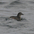 Adult plumage. Note: white crescent above eye, upcurved lower mandible (with pale patch near base).