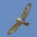 Juvenile Ferruginous Hawk, light morph